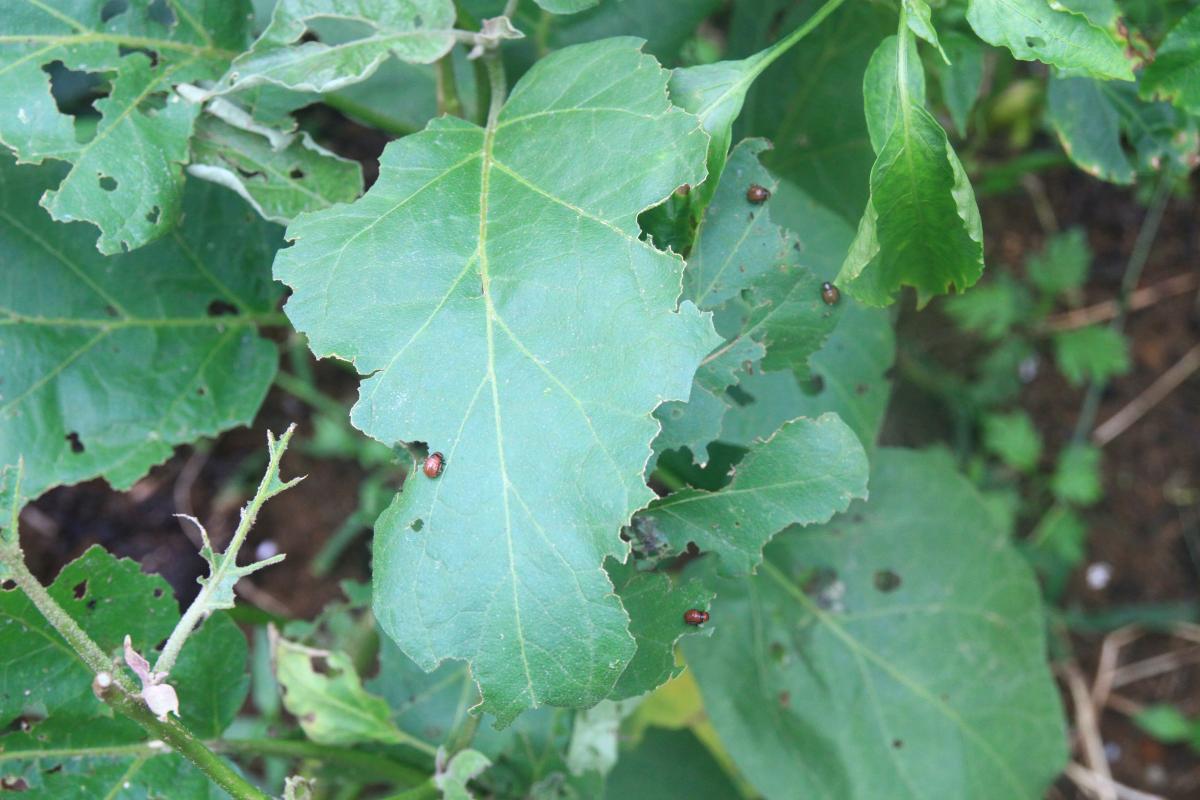 Rize'de patates böcekleri, sebzelere zarar veriyor