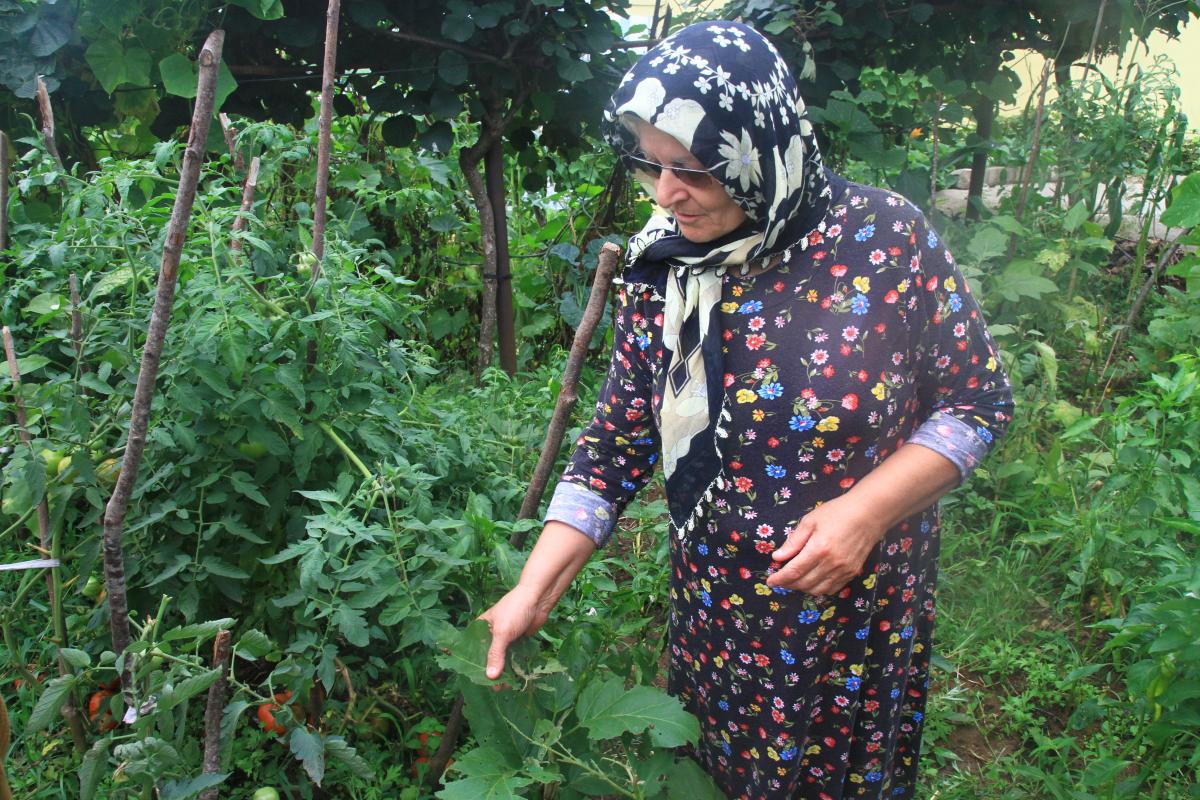 Rize'de patates böcekleri, sebzelere zarar veriyor