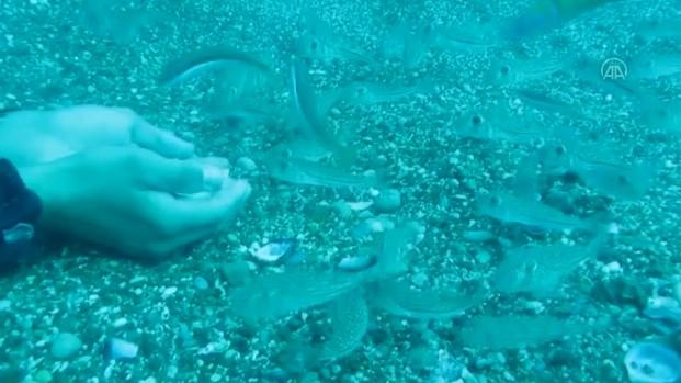 Antalya'da öğrenciler, denizde balon balıklarını besledi