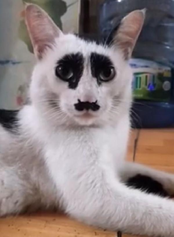 Çin'deki üzgün kedi, sosyal medyada ilgi odağı oldu