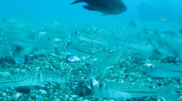 Antalya'da öğrenciler, denizde balon balıklarını besledi