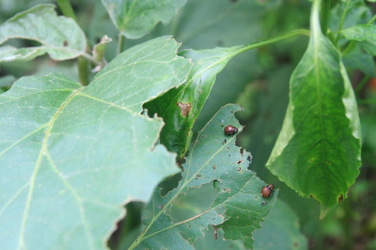 Rize'de patates böcekleri, sebzelere zarar veriyor
