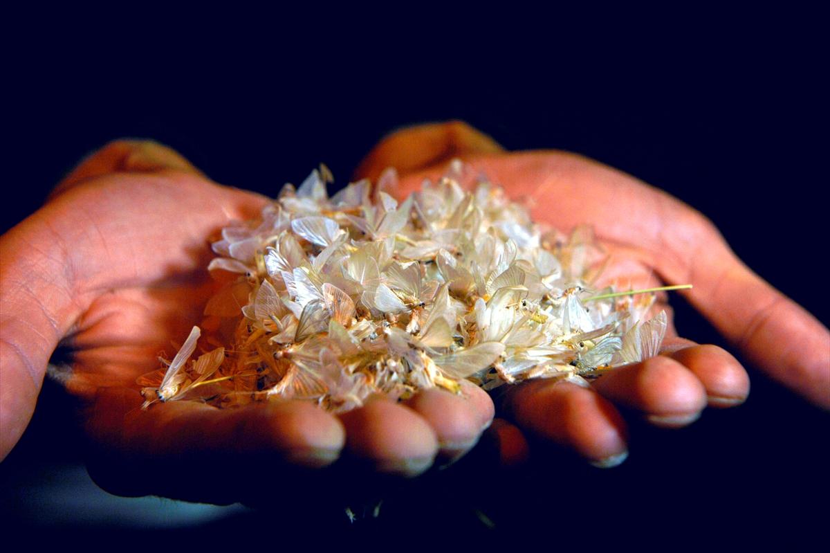 Ardahan'da kelebeklerin 'ölüm uçuşu'