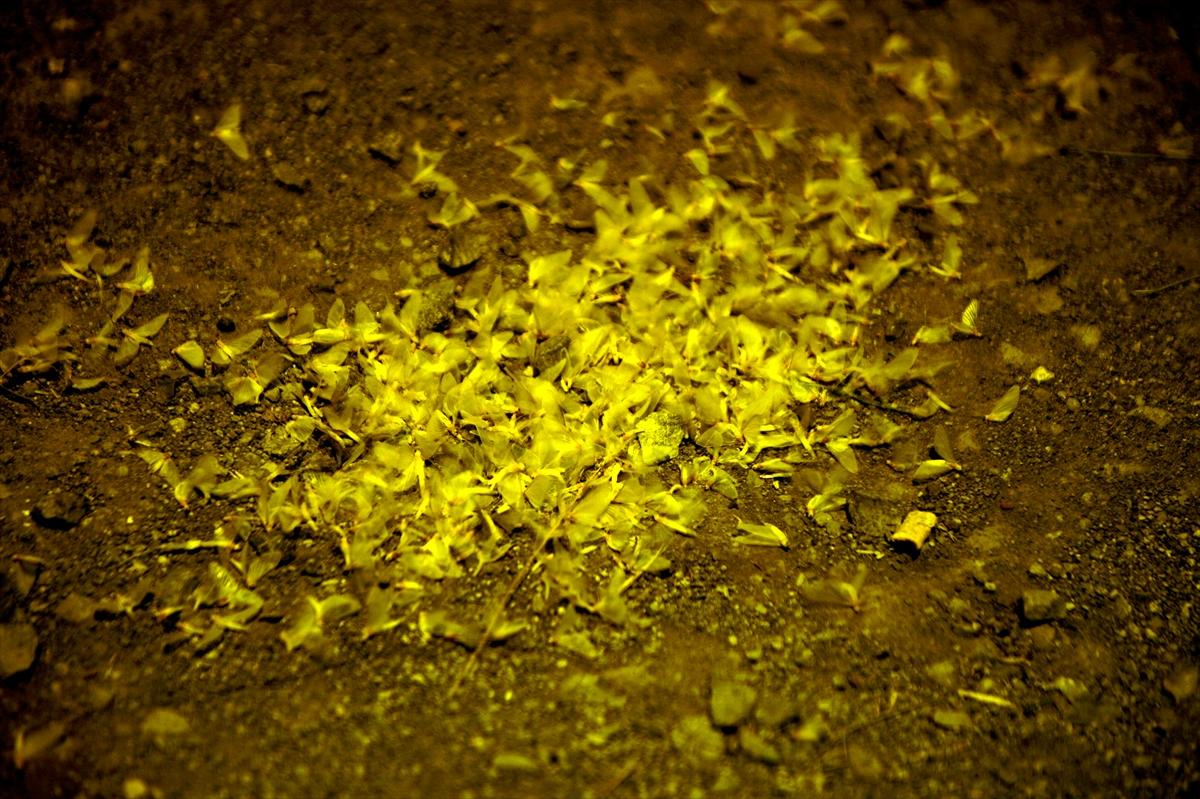 Ardahan'da kelebeklerin 'ölüm uçuşu'