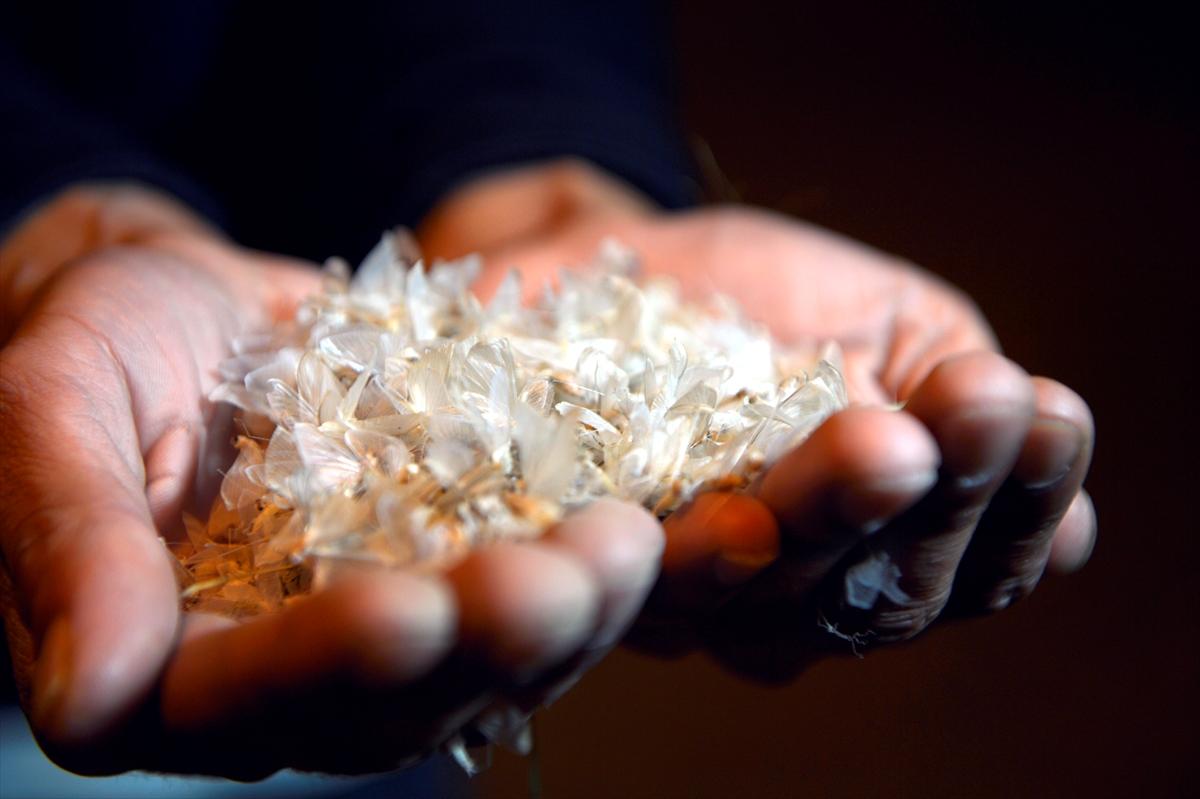 Ardahan'da kelebeklerin 'ölüm uçuşu'