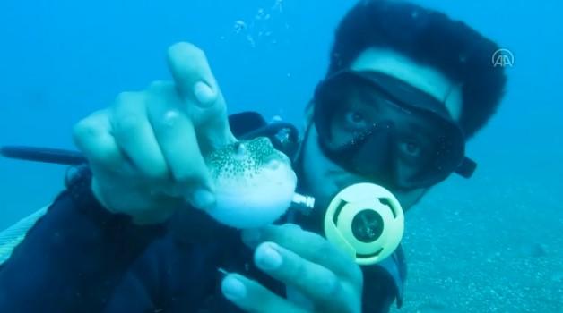 Antalya'da öğrenciler, denizde balon balıklarını besledi