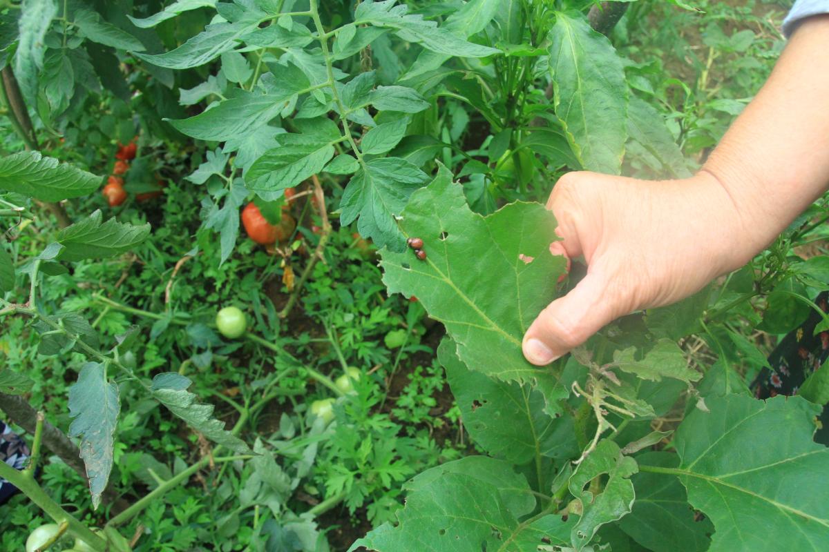 Rize'de patates böcekleri, sebzelere zarar veriyor