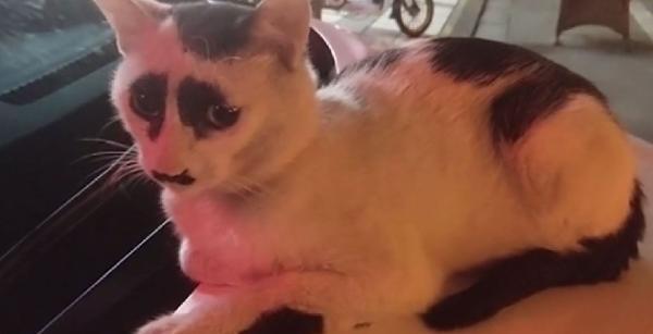 Çin'deki üzgün kedi, sosyal medyada ilgi odağı oldu