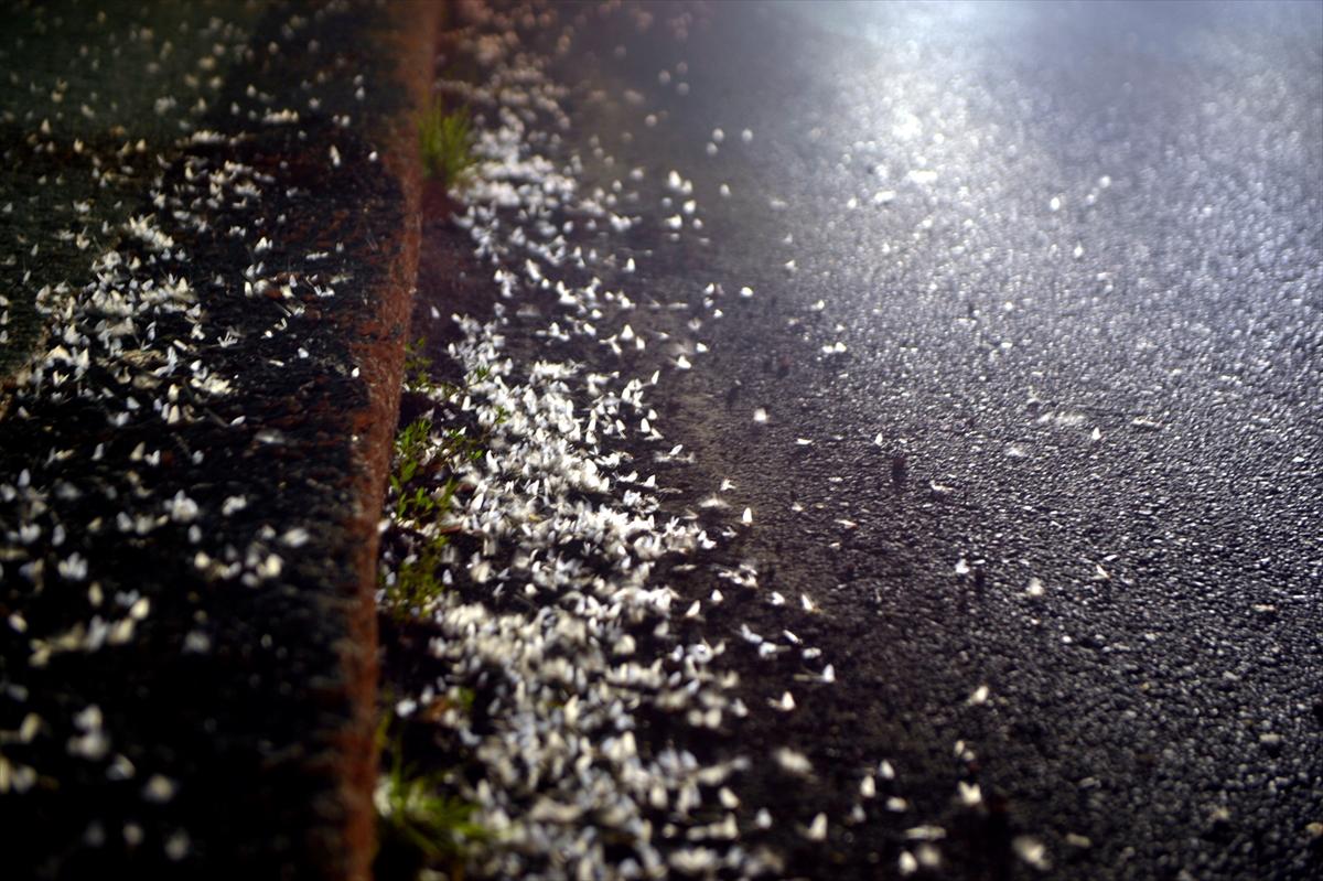 Ardahan'da kelebeklerin 'ölüm uçuşu'