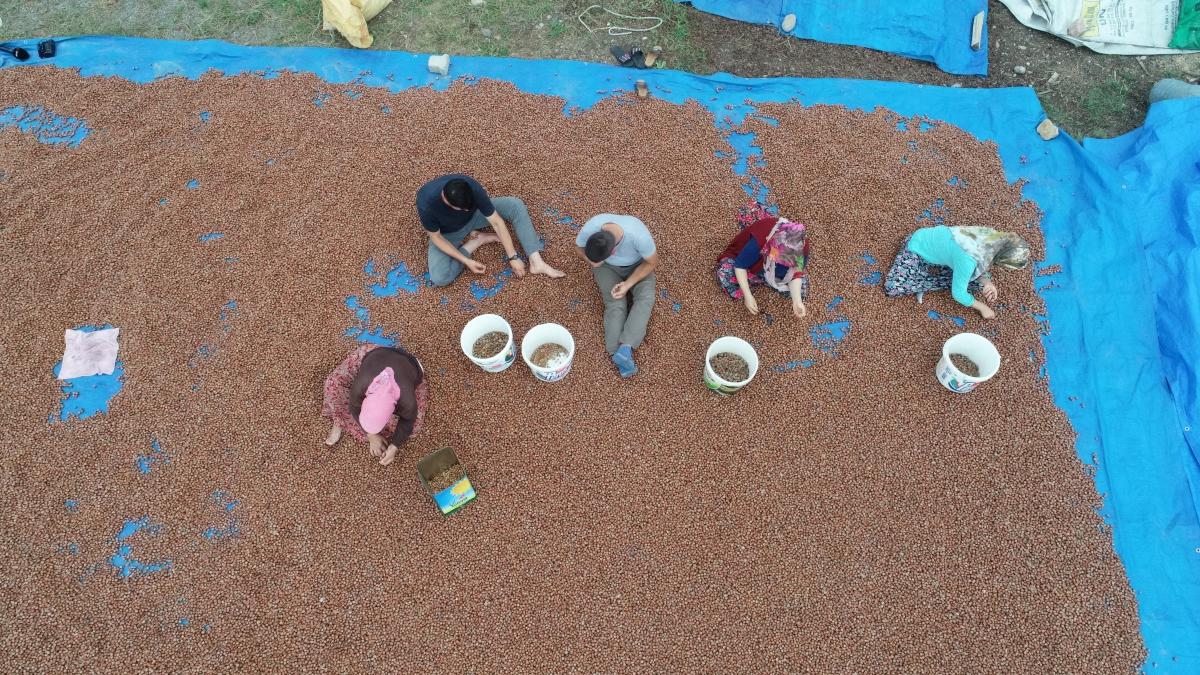 Karadeniz Sahil Yolu fındıkla doldu