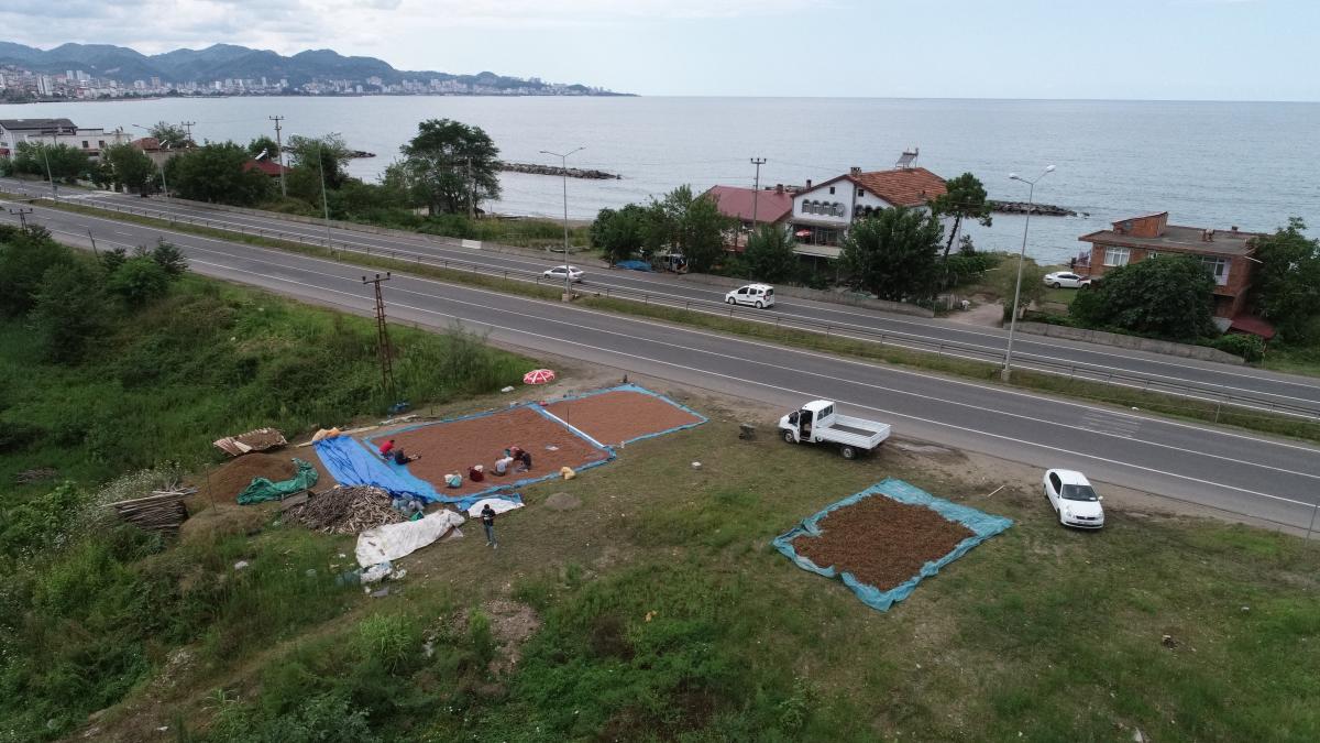 Karadeniz Sahil Yolu fındıkla doldu