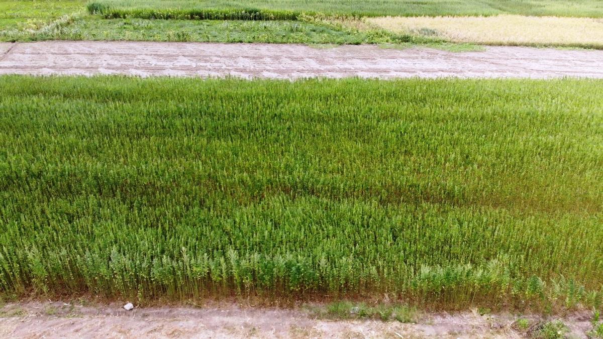 Samsun'da kenevir, hasat için gün sayıyor