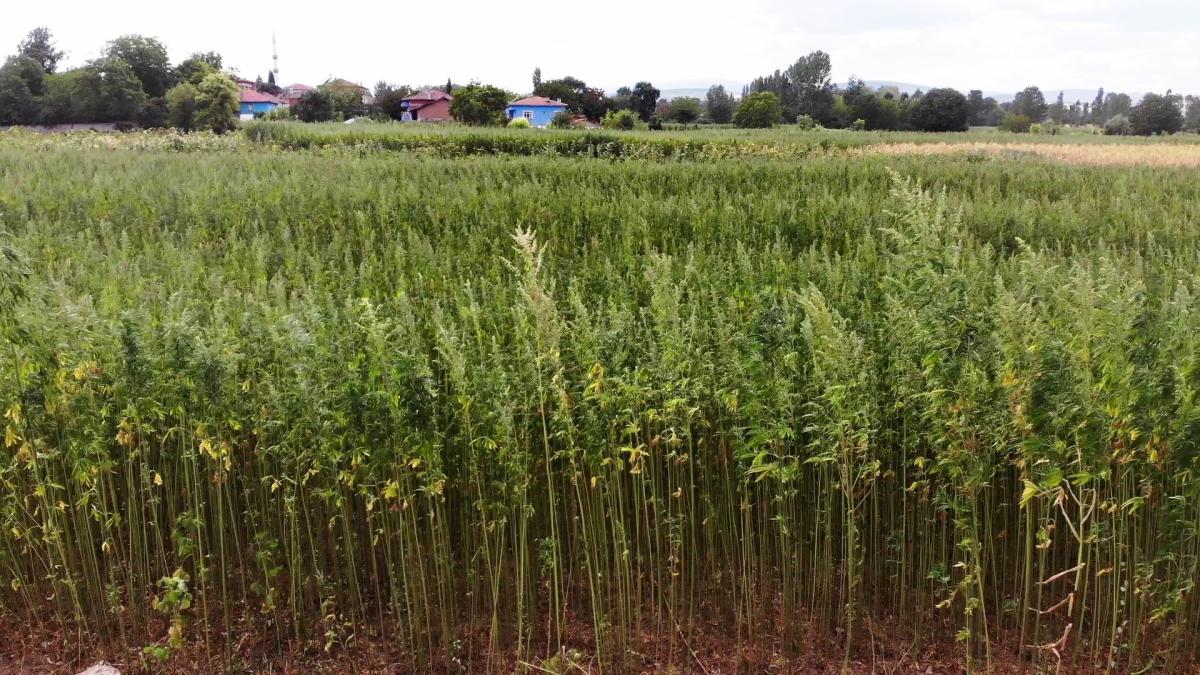 Samsun'da kenevir, hasat için gün sayıyor