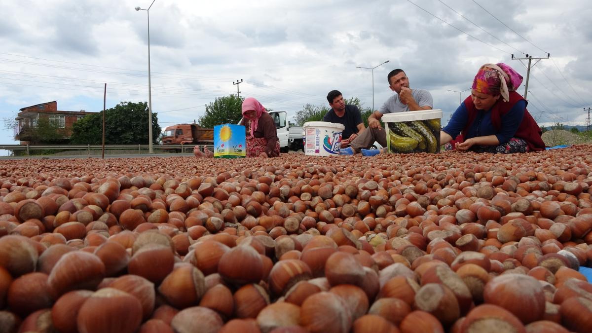 Karadeniz Sahil Yolu fındıkla doldu