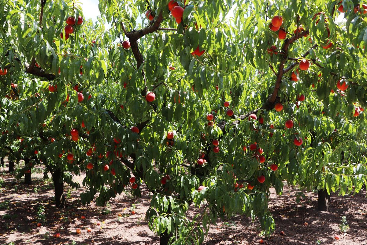 Çarşamba Ovası'nda şeftali hasadı