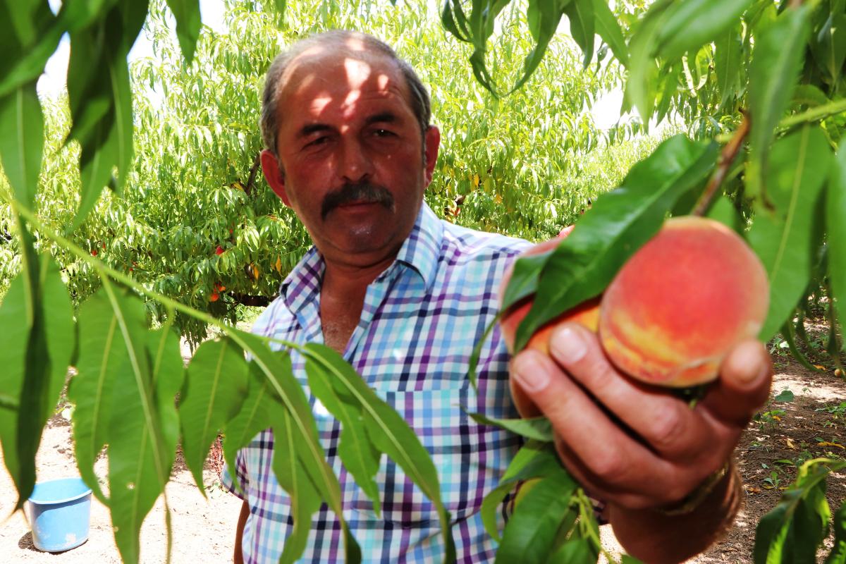 Çarşamba Ovası'nda şeftali hasadı