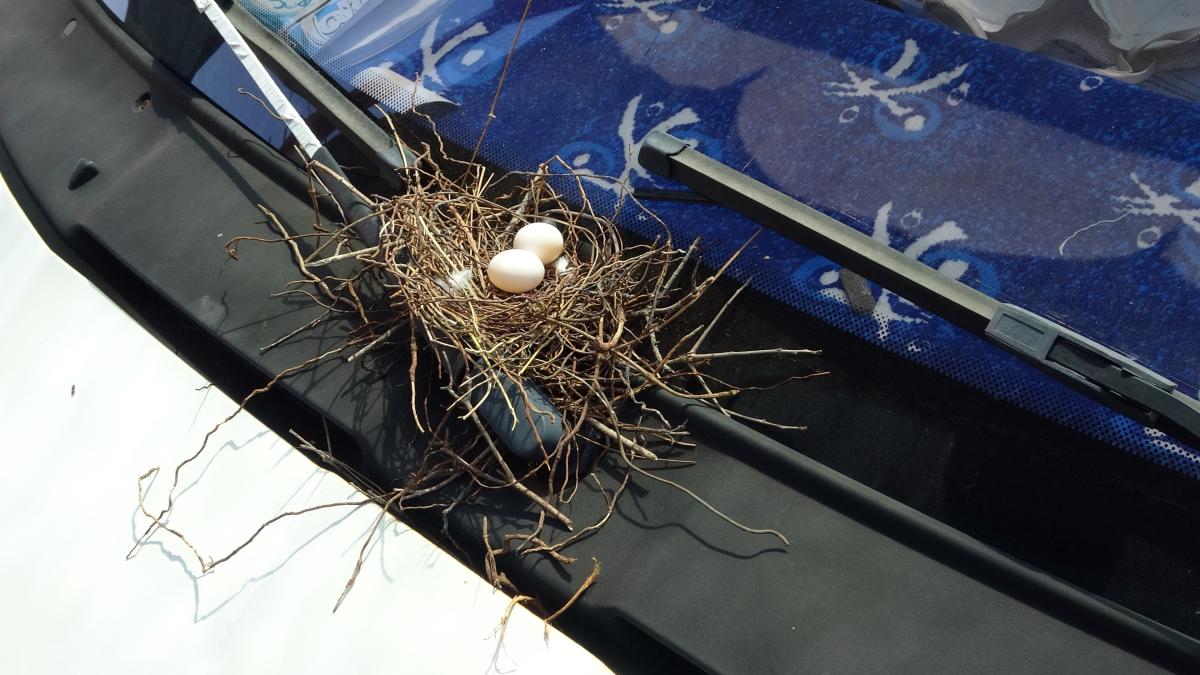 Mersin'de kamyonetin sileceğine yuva yapan kumru