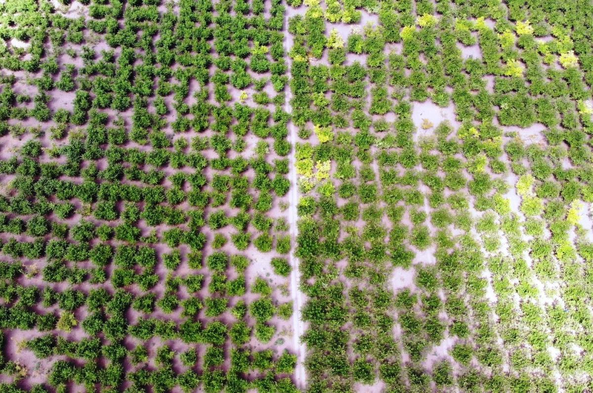 Çarşamba Ovası'nda şeftali hasadı