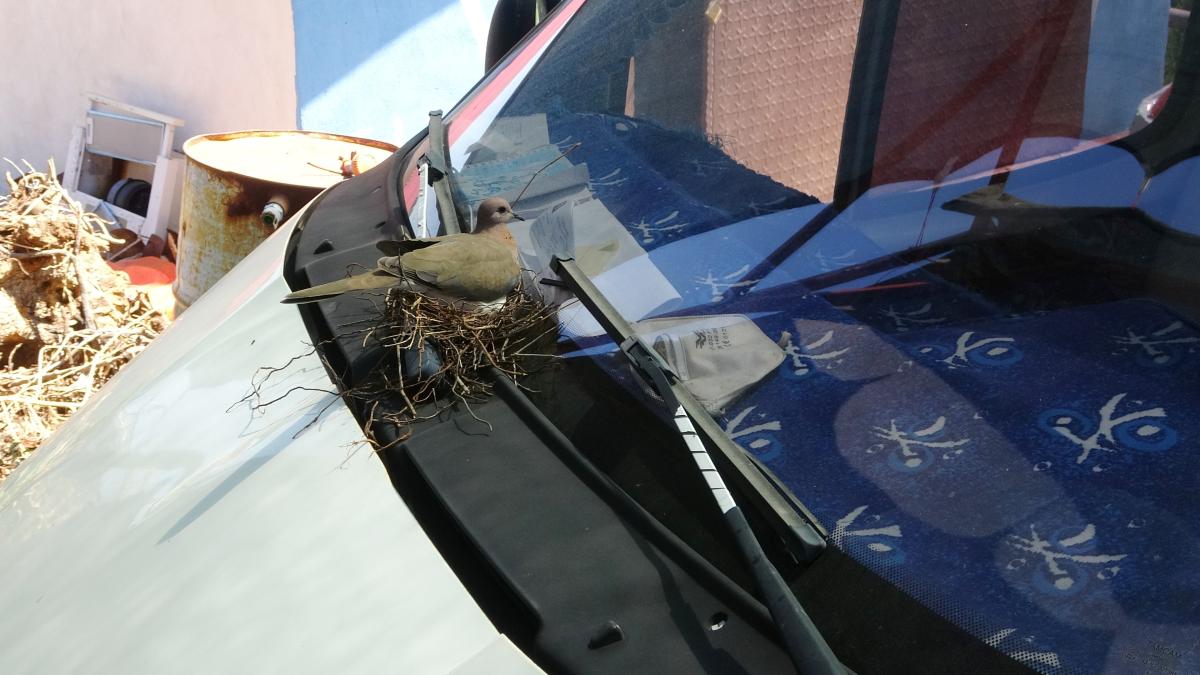 Mersin'de kamyonetin sileceğine yuva yapan kumru