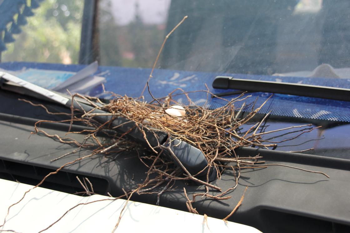 Mersinli çiftçi, kuş yuvası olan kamyonetini kullanmıyor