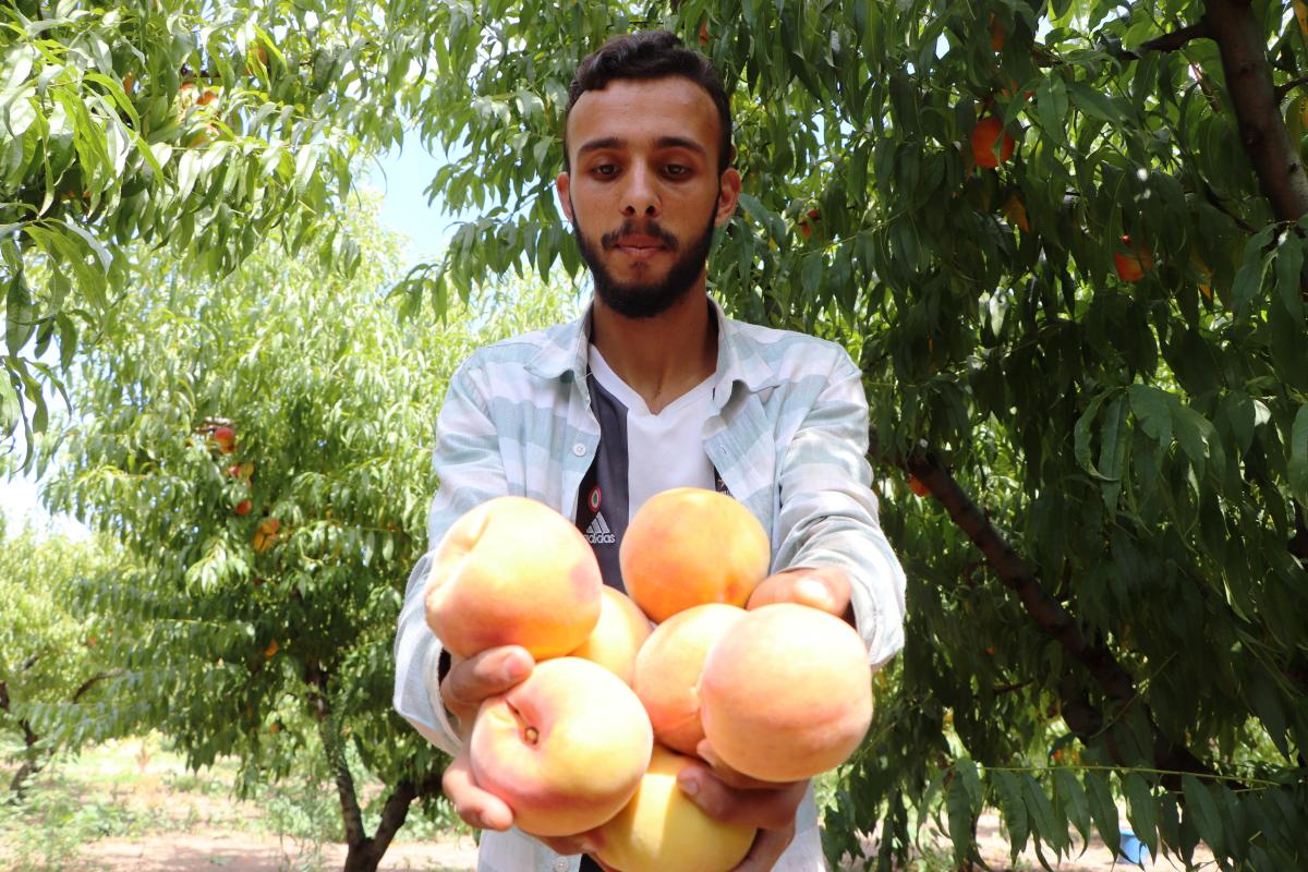 Çarşamba Ovası'nda şeftali hasadı