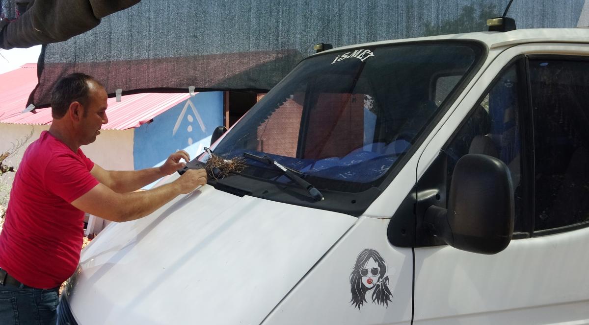 Mersin'de kamyonetin sileceğine yuva yapan kumru