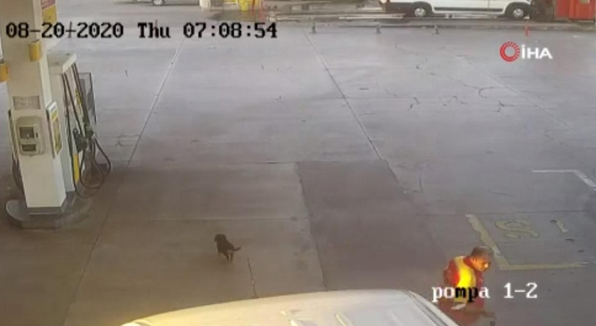 İzmir'de minibüsün ezdiği yavru köpek can verdi