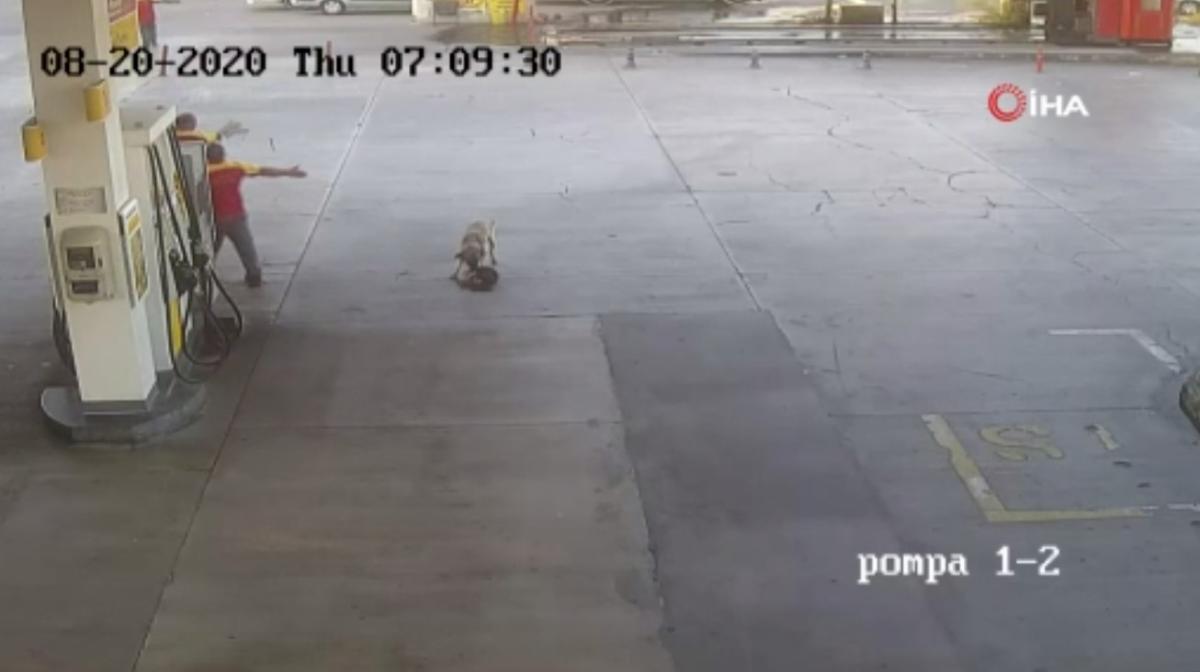 İzmir'de minibüsün ezdiği yavru köpek can verdi