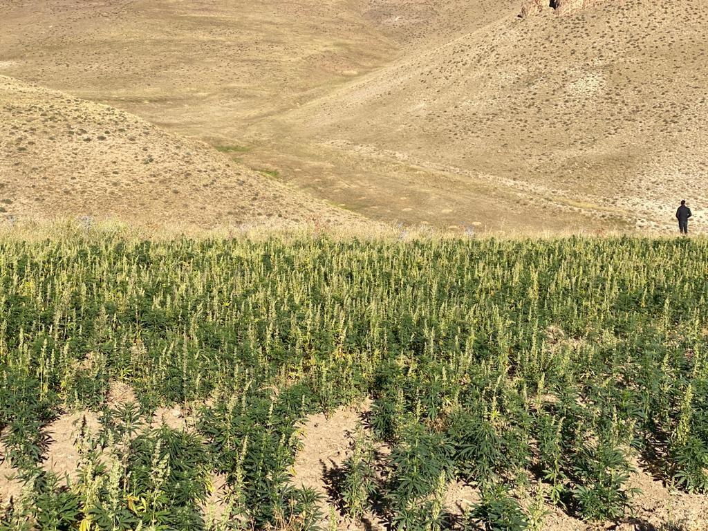 Van’da 1 milyon 560 bin 57 kök kenevir ele geçirildi