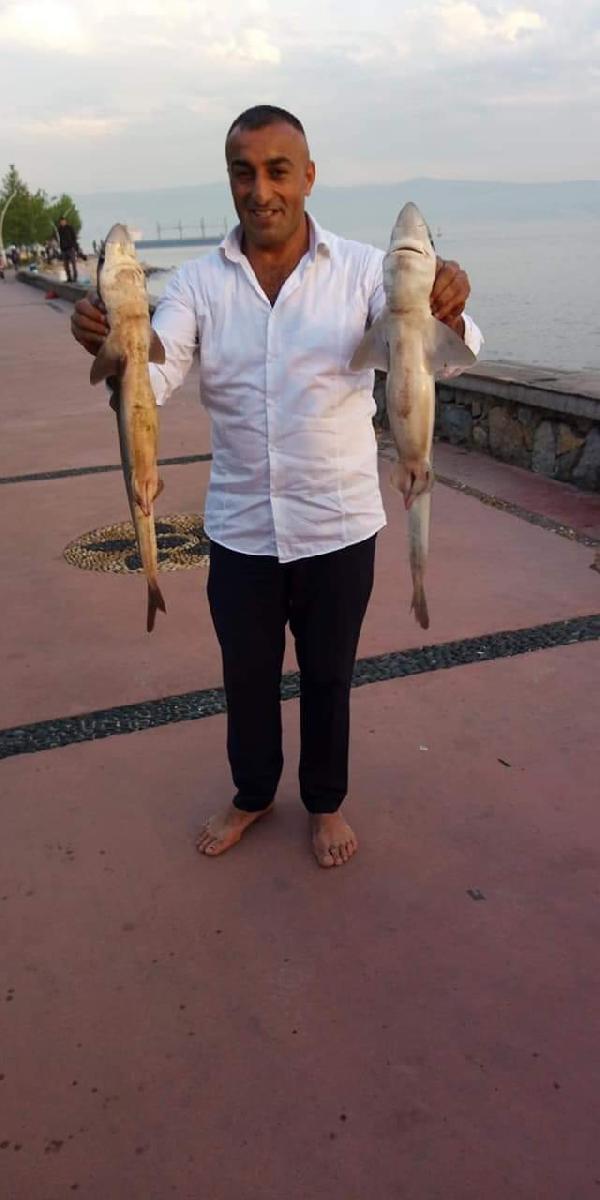 Kocaeli'de balığa çıkan adam 2 köpek balığı yakaladı
