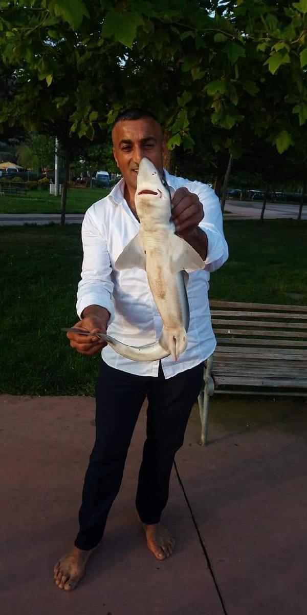 Kocaeli'de balığa çıkan adam 2 köpek balığı yakaladı