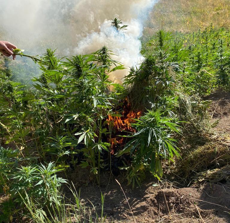 Van’da 1 milyon 560 bin 57 kök kenevir ele geçirildi