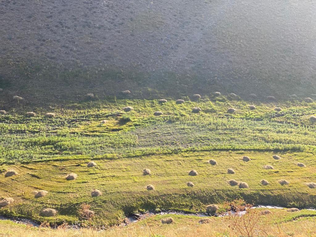 Van’da 1 milyon 560 bin 57 kök kenevir ele geçirildi