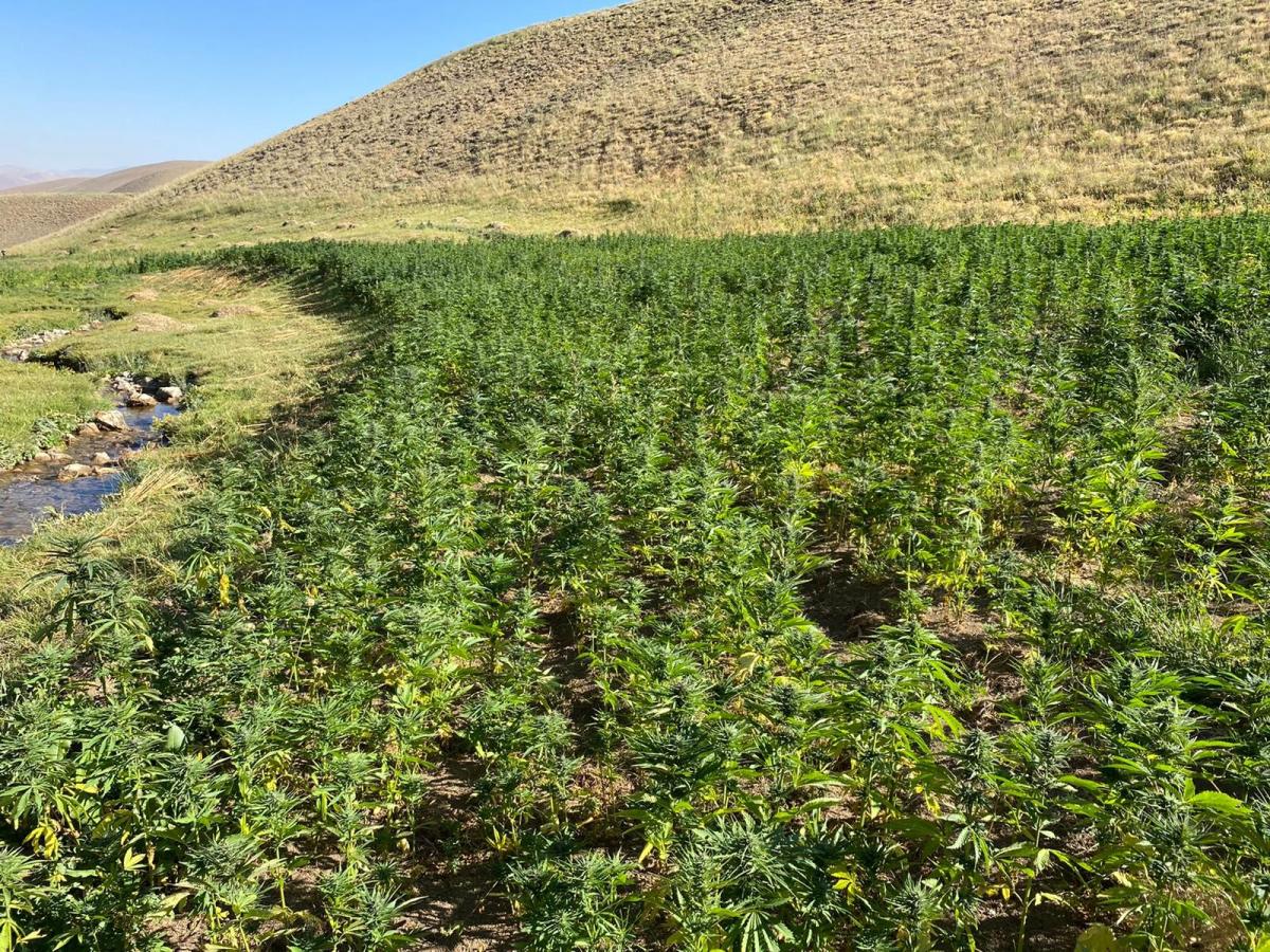 Van’da 1 milyon 560 bin 57 kök kenevir ele geçirildi