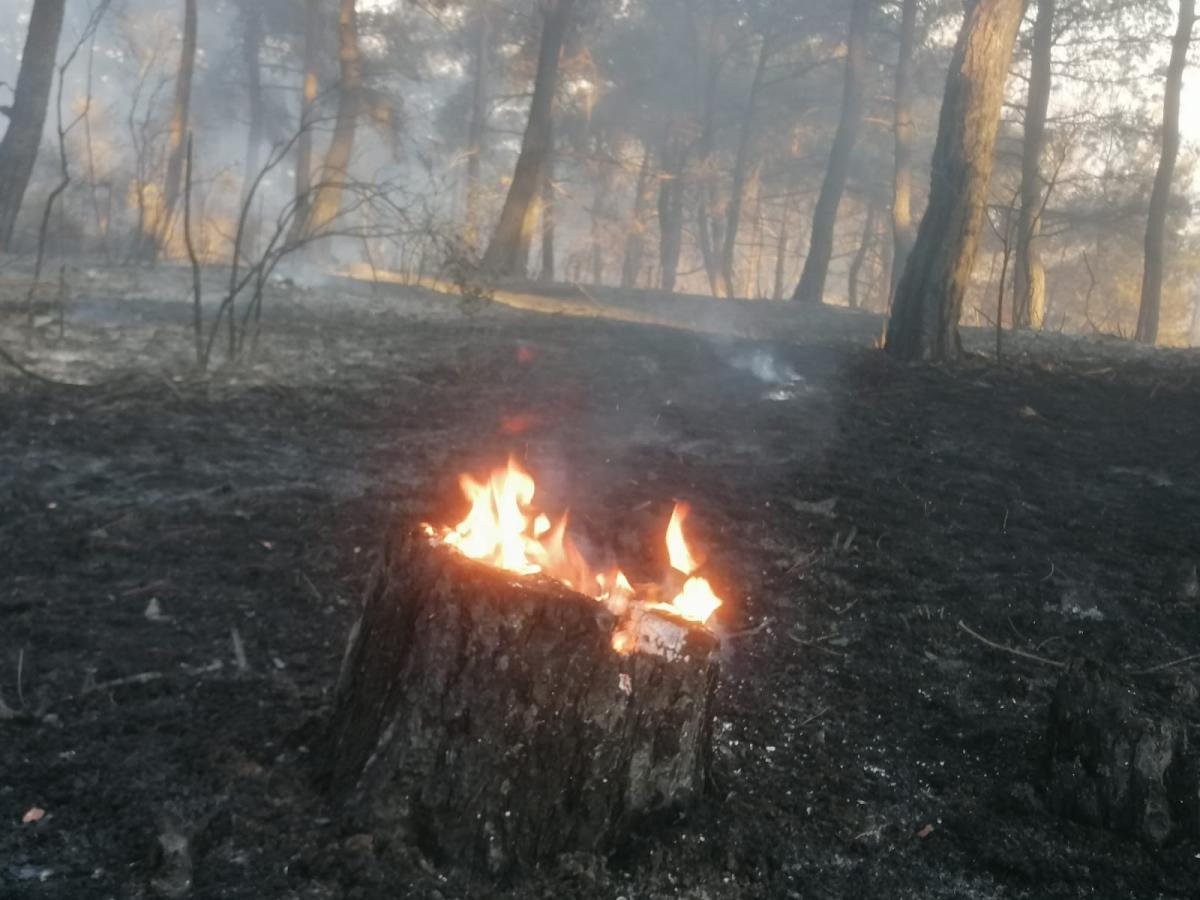 Bursa’da orman yangını meydana geldi