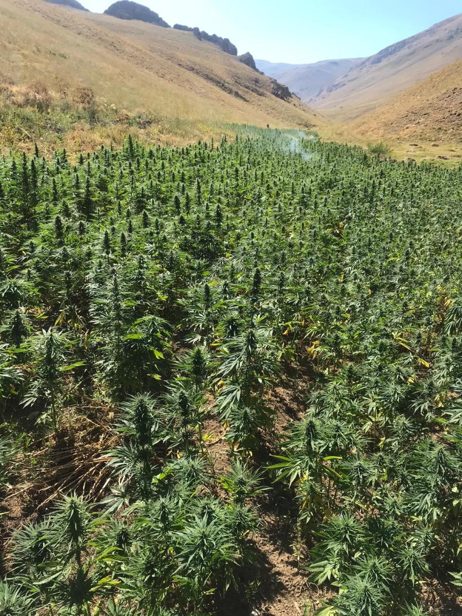 Van’da 1 milyon 560 bin 57 kök kenevir ele geçirildi