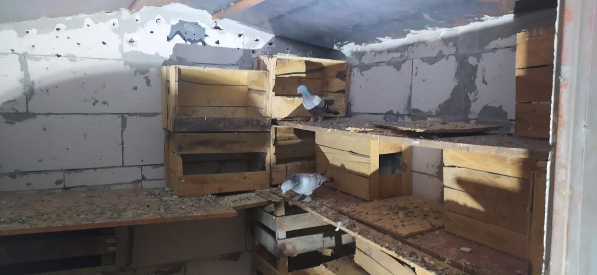 Bursa'da 100 bin lira değerindeki güvercinler çalındı