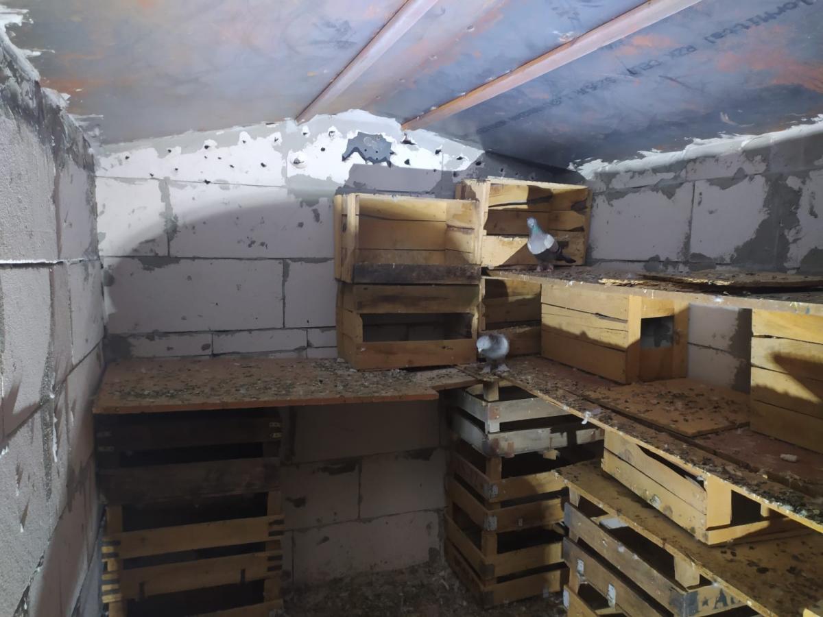 Bursa'da 100 bin lira değerindeki güvercinler çalındı