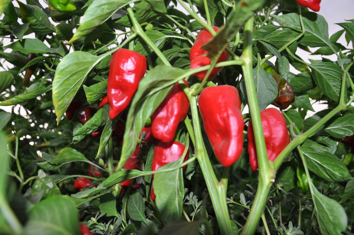 Gaziantep'te alıcılara kızan üretici, biberleri tarlada bıraktı