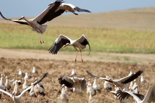 Türkiye’den Afrika’ya leylek göçü başladı