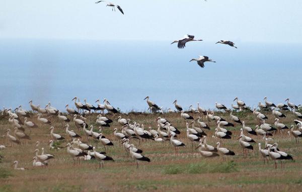 Türkiye’den Afrika’ya leylek göçü başladı