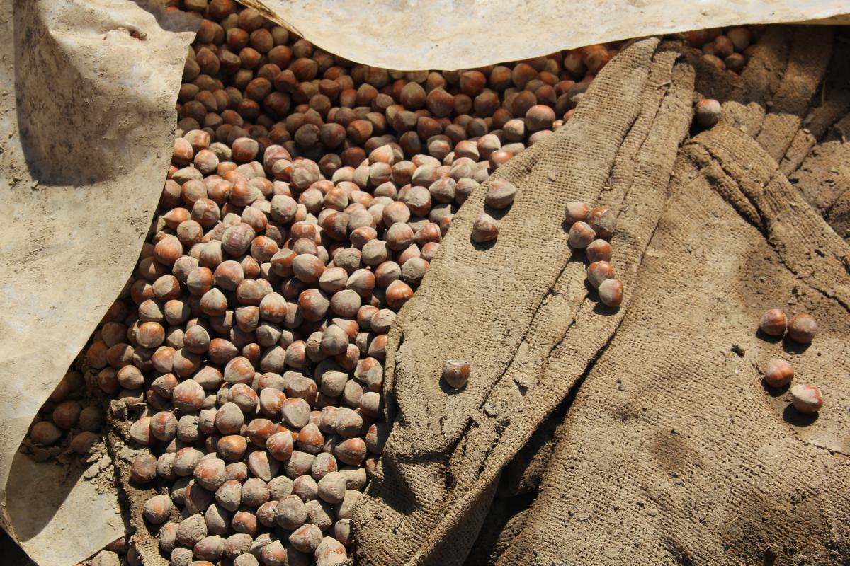 Giresun'da üreticiler, fındıklarını çamurun içerisinden kurtarmaya çalışıyor