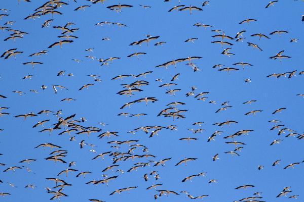 Türkiye’den Afrika’ya leylek göçü başladı