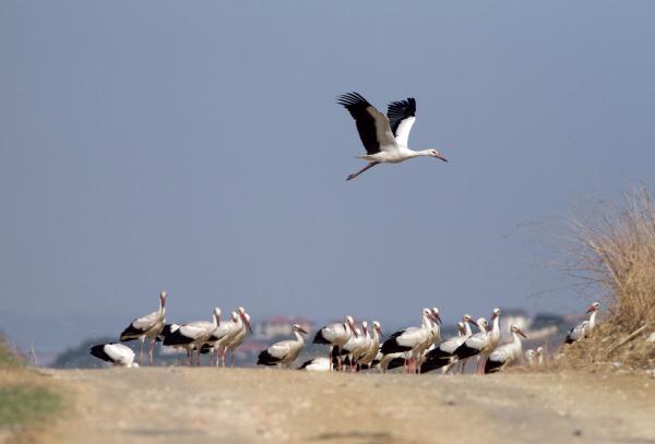 Türkiye’den Afrika’ya leylek göçü başladı