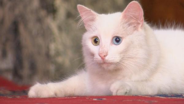 Ayasofya'nın meşhur kedisi Gli'ye Ankara'dan arkadaş geldi