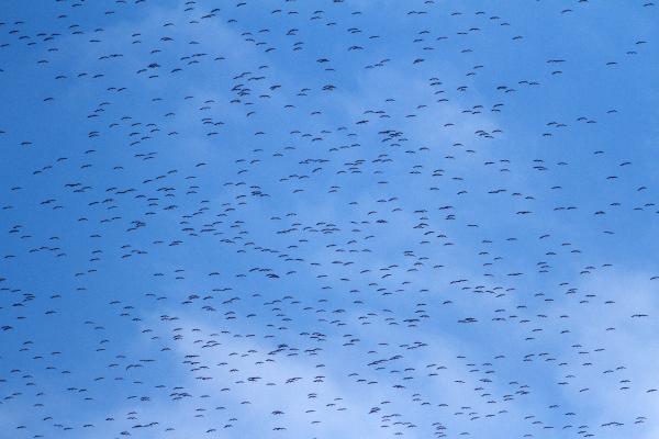 Türkiye’den Afrika’ya leylek göçü başladı