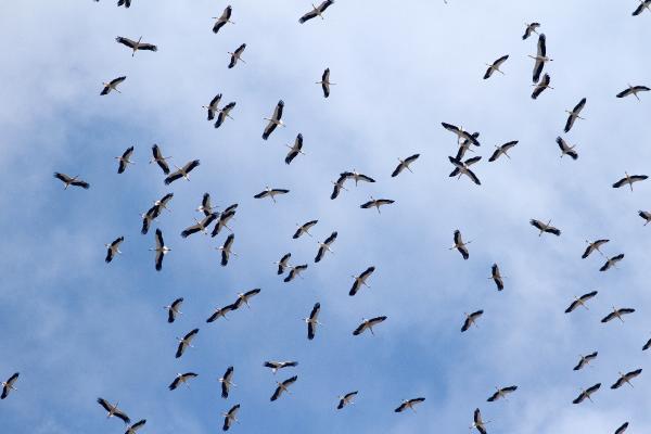 Türkiye’den Afrika’ya leylek göçü başladı