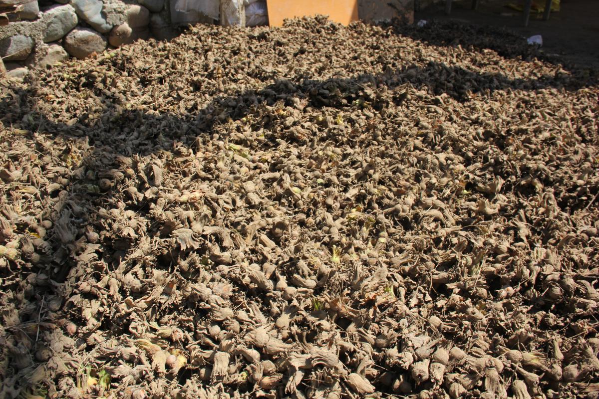 Giresun'da üreticiler, fındıklarını çamurun içerisinden kurtarmaya çalışıyor