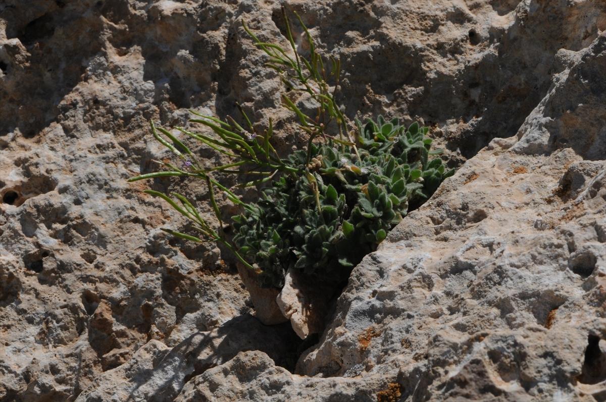 Nesli tükendiği sanılan 'Bakır kazteresi'ne yeniden rastlandı