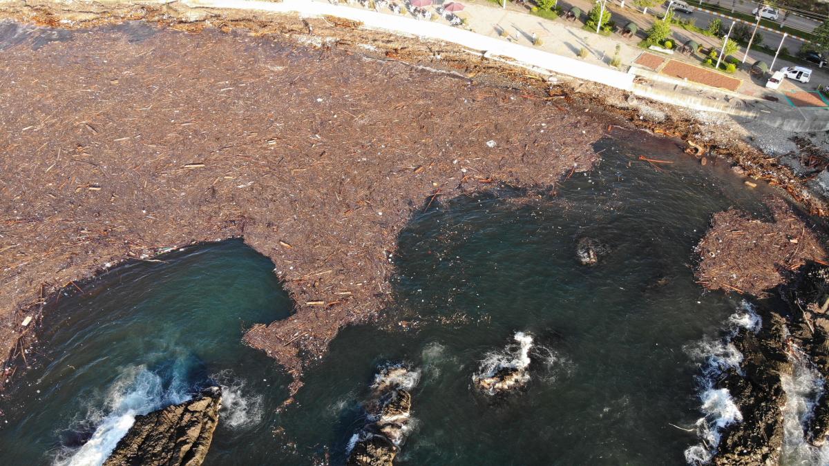 Giresun'da sel nedeniyle ağaçlar denize sürüklendi